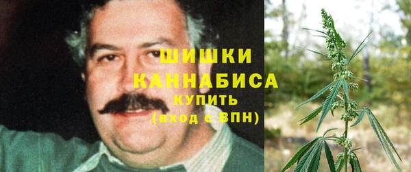 прущие грибы Гусиноозёрск